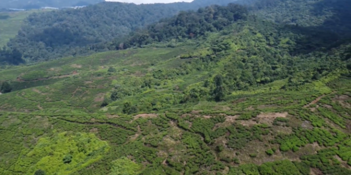 kebun teh nirmala nanggung bogor