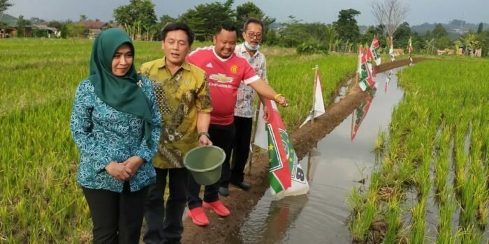 pelepasan belut di sawah teras tenjolaya