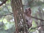 Kata BBKSDA soal Monyet yang ‘Bertamu’ ke Permukiman di Sukabumi Kata BBKSDA soal Monyet yang ‘Bertamu’ ke Permukiman di Sukabumi