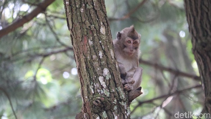 Kata BBKSDA soal Monyet yang ‘Bertamu’ ke Permukiman di Sukabumi Kata BBKSDA soal Monyet yang ‘Bertamu’ ke Permukiman di Sukabumi