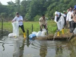 Benih ikan nila disebar di embung dan danau di seluruh kecamatan di Purwakarta Benih ikan nila disebar di embung dan danau di seluruh kecamatan di Purwakarta