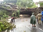 Akibat Hujan Deras, Pohon Raksasa Tumbang Menutupi Jalan Raya di Kota Bogor Akibat Hujan Deras, Pohon Raksasa Tumbang Menutupi Jalan Raya di Kota Bogor