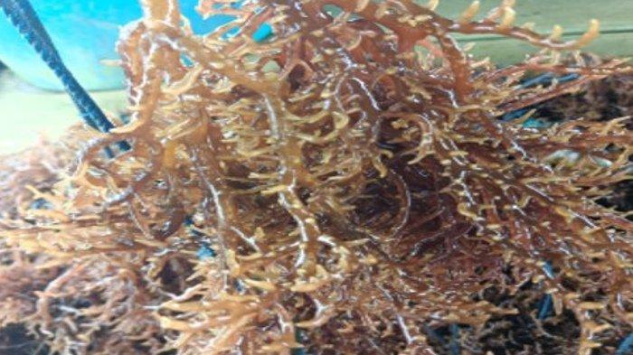 Musim Kemarau Tiba, Warga Pangandaran Panen Rumput Laut, Bisa Dijual Rp4000 Per Kilogram Musim Kemarau Tiba, Warga Pangandaran Panen Rumput Laut, Bisa Dijual Rp4000 Per Kilogram