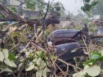 Hujan Deras dan Angin Kencang, Pohon Tumbang Timpa Mobil di Bogor Hujan Deras dan Angin Kencang, Pohon Tumbang Timpa Mobil di Bogor