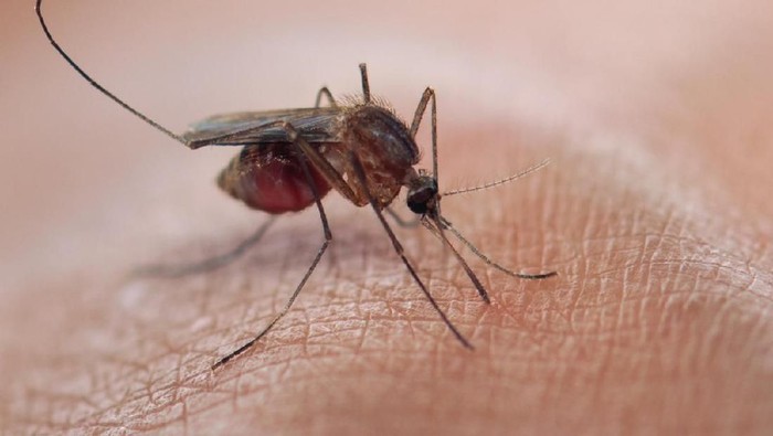 Gaduh Nyamuk Wolbachia untuk Tangkal DBD, PB IDI Angkat Bicara Gaduh Nyamuk Wolbachia untuk Tangkal DBD, PB IDI Angkat Bicara