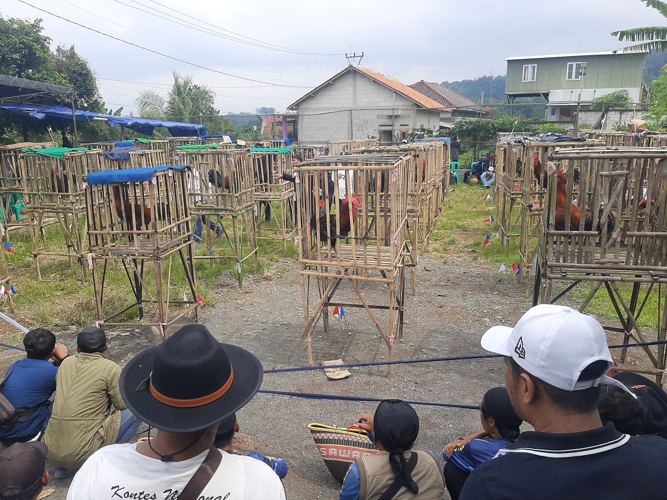 Ratusan Pecinta Ayam Pelung di Bogor Mengadakan PKB Cup 1 Situdaun Ratusan Pecinta Ayam Pelung di Bogor Mengadakan PKB Cup 1 Situdaun