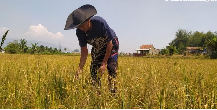 Kebijakan Pemutihan Utang Jadi Angin Segar, Petani di Karawang Harap Bukan Cuma Wacana Kebijakan Pemutihan Utang Jadi Angin Segar, Petani di Karawang Harap Bukan Cuma Wacana