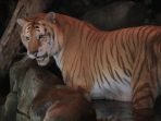 Berkenalan dengan Jupiter, Si Harimau Emas Langka di Taman Safari Bogor Berkenalan dengan Jupiter, Si Harimau Emas Langka di Taman Safari Bogor