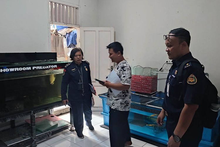 63 Ikan Predator yang Ditemukan di Toko Kramat Jati Dimusnahkan 63 Ikan Predator yang Ditemukan di Toko Kramat Jati Dimusnahkan