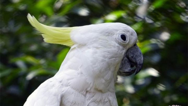 Minat Merawat Burung Kakatua? Ketahui Hal-Hal Penting Sebelumnya Minat Merawat Burung Kakatua? Ketahui Hal-Hal Penting Sebelumnya