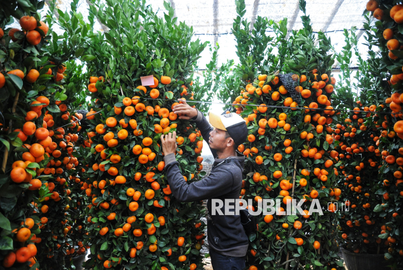 Kementan Berkomitmen Dorong Produksi Jeruk Petani dengan Pendampingan Intensif Kementan Berkomitmen Dorong Produksi Jeruk Petani dengan Pendampingan Intensif