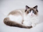 Ragdoll vs Ragamuffin: Mana yang Lebih Cocok Dipelihara? Ragdoll vs Ragamuffin: Mana yang Lebih Cocok Dipelihara?