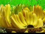 5 Makanan yang Jangan Pernah Dimakan bersama Pisang, Bahaya Tersembunyi di Setiap Gigitannya 5 Makanan yang Jangan Pernah Dimakan bersama Pisang, Bahaya Tersembunyi di Setiap Gigitannya