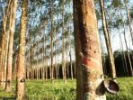Karet (Hevea Brasiliensis): Lebih Dari Sekadar Penghasil Lateks, Potensi Tanaman Obat Keluarga Yang Terlupakan Karet (Hevea Brasiliensis): Lebih Dari Sekadar Penghasil Lateks, Potensi Tanaman Obat Keluarga Yang Terlupakan