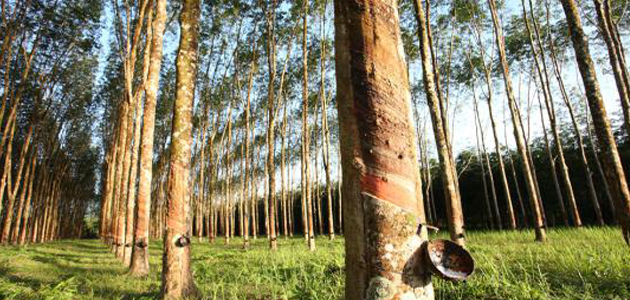 Karet (Hevea Brasiliensis): Lebih Dari Sekadar Penghasil Lateks, Potensi Tanaman Obat Keluarga Yang Terlupakan Karet (Hevea Brasiliensis): Lebih Dari Sekadar Penghasil Lateks, Potensi Tanaman Obat Keluarga Yang Terlupakan
