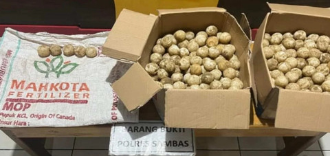 Dua Pria Curi 445 Telur Penyu di Wilayah Konservasi Paloh untuk Dijual ke Warga Dua Pria Curi 445 Telur Penyu di Wilayah Konservasi Paloh untuk Dijual ke Warga