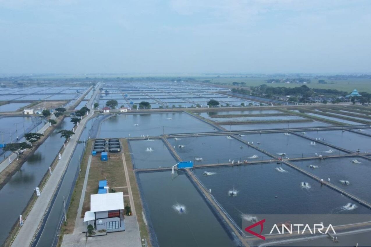 6.979 Hektare Tambak Ikan Karawang Siap Dibangkitkan 6.979 Hektare Tambak Ikan Karawang Siap Dibangkitkan