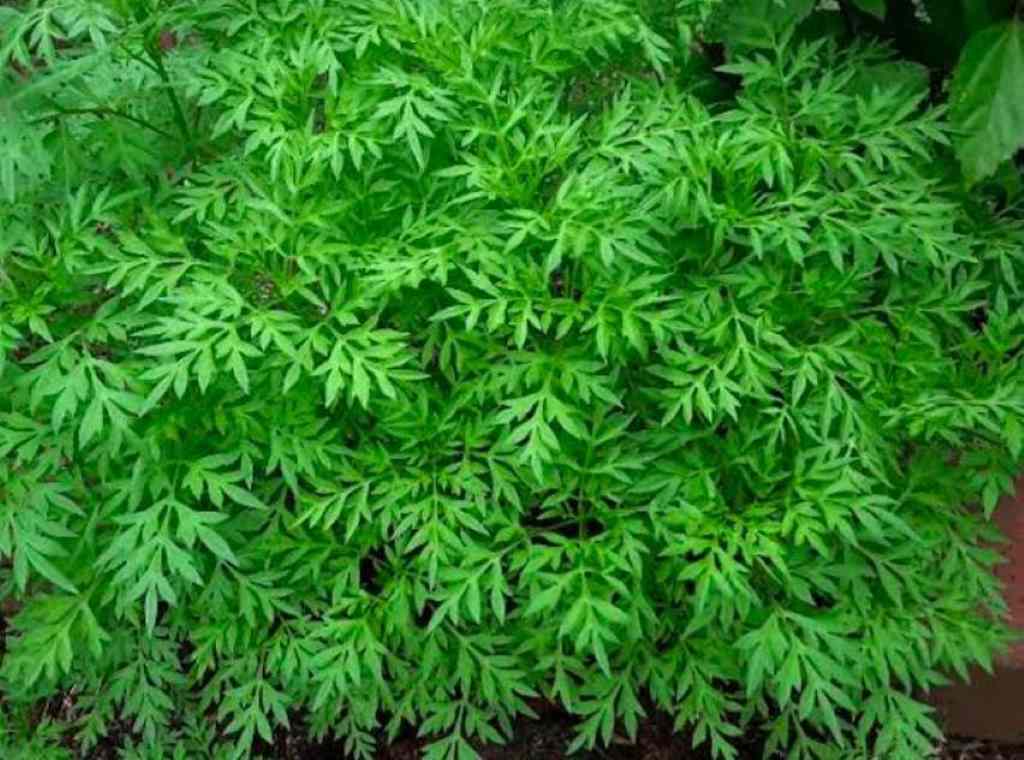 Kenikir: Sayuran Kaya Manfaat Yang Terlupakan Dan Cara Kreatif Menyajikannya Kenikir: Sayuran Kaya Manfaat Yang Terlupakan Dan Cara Kreatif Menyajikannya