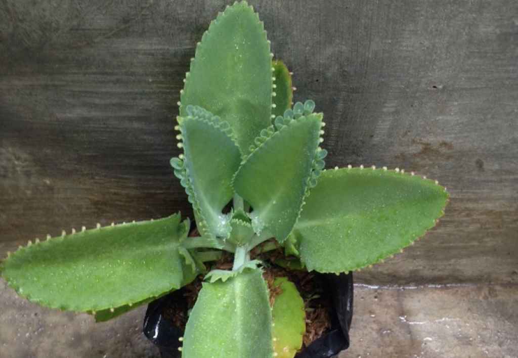 Cocor Bebek (Kalanchoe Pinnata): Tanaman Obat Keluarga Multifungsi Untuk Penyembuhan Luka Dan Anti-Inflamasi Cocor Bebek (Kalanchoe Pinnata): Tanaman Obat Keluarga Multifungsi Untuk Penyembuhan Luka Dan Anti-Inflamasi
