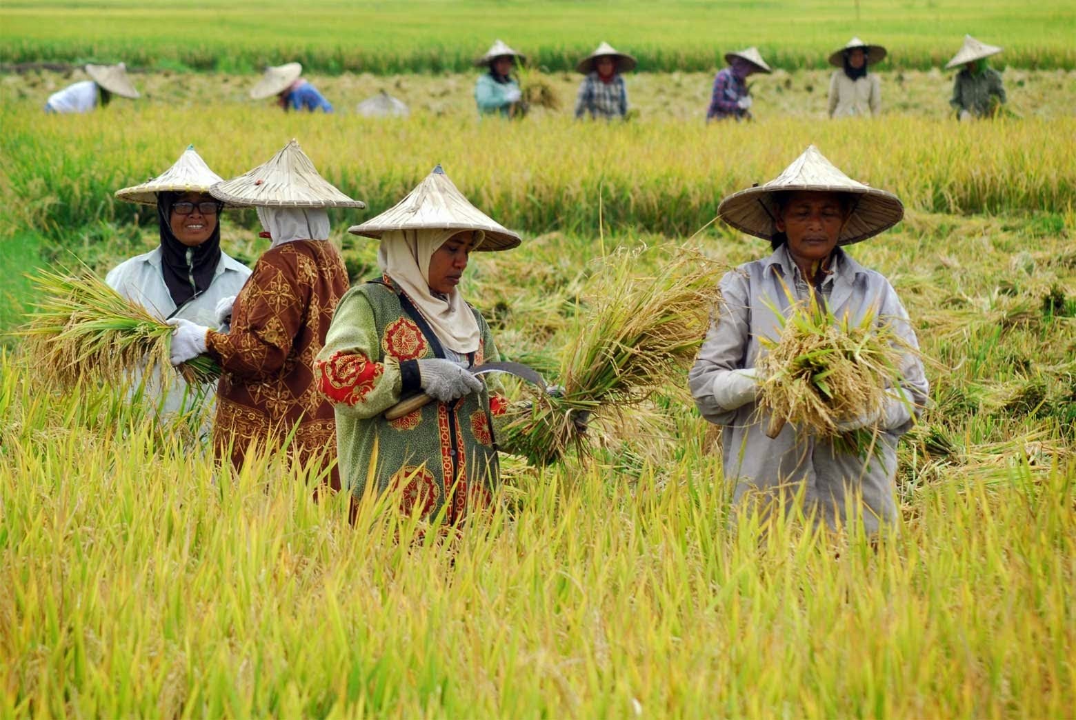 Petani Ingatkan Bupati Indramayu: Bahan Kimia dan Pembakaran Jerami Rusak Ekosistem Sawah Petani Ingatkan Bupati Indramayu: Bahan Kimia dan Pembakaran Jerami Rusak Ekosistem Sawah