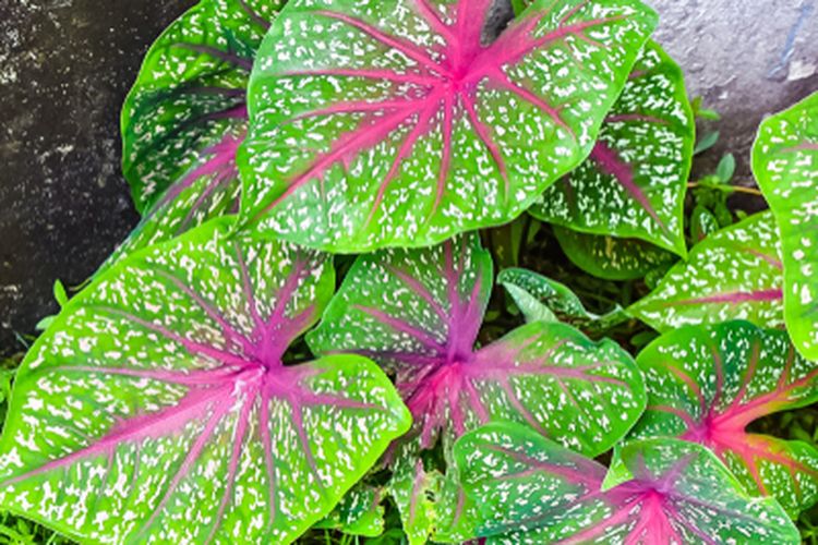 Daun Keladi: Lebih Dari Sekadar Tanaman Hias, Sumber Nutrisi Dan Kelezatan Tersembunyi Daun Keladi: Lebih Dari Sekadar Tanaman Hias, Sumber Nutrisi Dan Kelezatan Tersembunyi