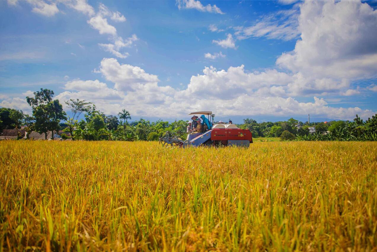 Panen Padi Cianjur Tembus 630 Ribu Ton Panen Padi Cianjur Tembus 630 Ribu Ton