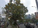 Pesona Bunga Tabebuya di Jalan Ahmad Yani Bekasi Pesona Bunga Tabebuya di Jalan Ahmad Yani Bekasi