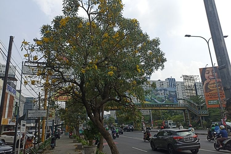 Pesona Bunga Tabebuya di Jalan Ahmad Yani Bekasi