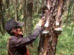 Perhutani Bandung Utara dan LMDH Tingkatkan Produksi Getah Pinus 2025 Perhutani Bandung Utara dan LMDH Tingkatkan Produksi Getah Pinus 2025
