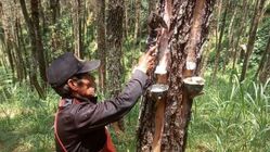 Perhutani Bandung Utara dan LMDH Tingkatkan Produksi Getah Pinus 2025 Perhutani Bandung Utara dan LMDH Tingkatkan Produksi Getah Pinus 2025