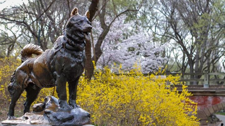 Analisis DNA Buktikan Kehebatan Anjing Balto Tanpa Gen Serigala Analisis DNA Buktikan Kehebatan Anjing Balto Tanpa Gen Serigala