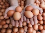 Harga Telur Melonjak di Cirebon, Program MBG Diduga Penyebabnya Harga Telur Melonjak di Cirebon, Program MBG Diduga Penyebabnya