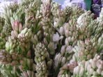 Petualangan Aroma Tuberose: Rahasia Bunga Sedap Malam yang Membuat Parfum Paling Mahal Petualangan Aroma Tuberose: Rahasia Bunga Sedap Malam yang Membuat Parfum Paling Mahal