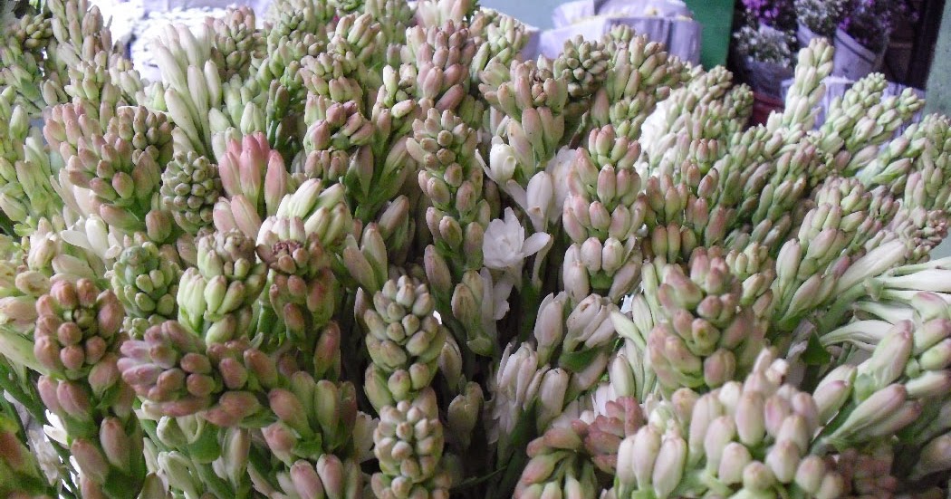 Petualangan Aroma Tuberose: Rahasia Bunga Sedap Malam yang Membuat Parfum Paling Mahal Petualangan Aroma Tuberose: Rahasia Bunga Sedap Malam yang Membuat Parfum Paling Mahal