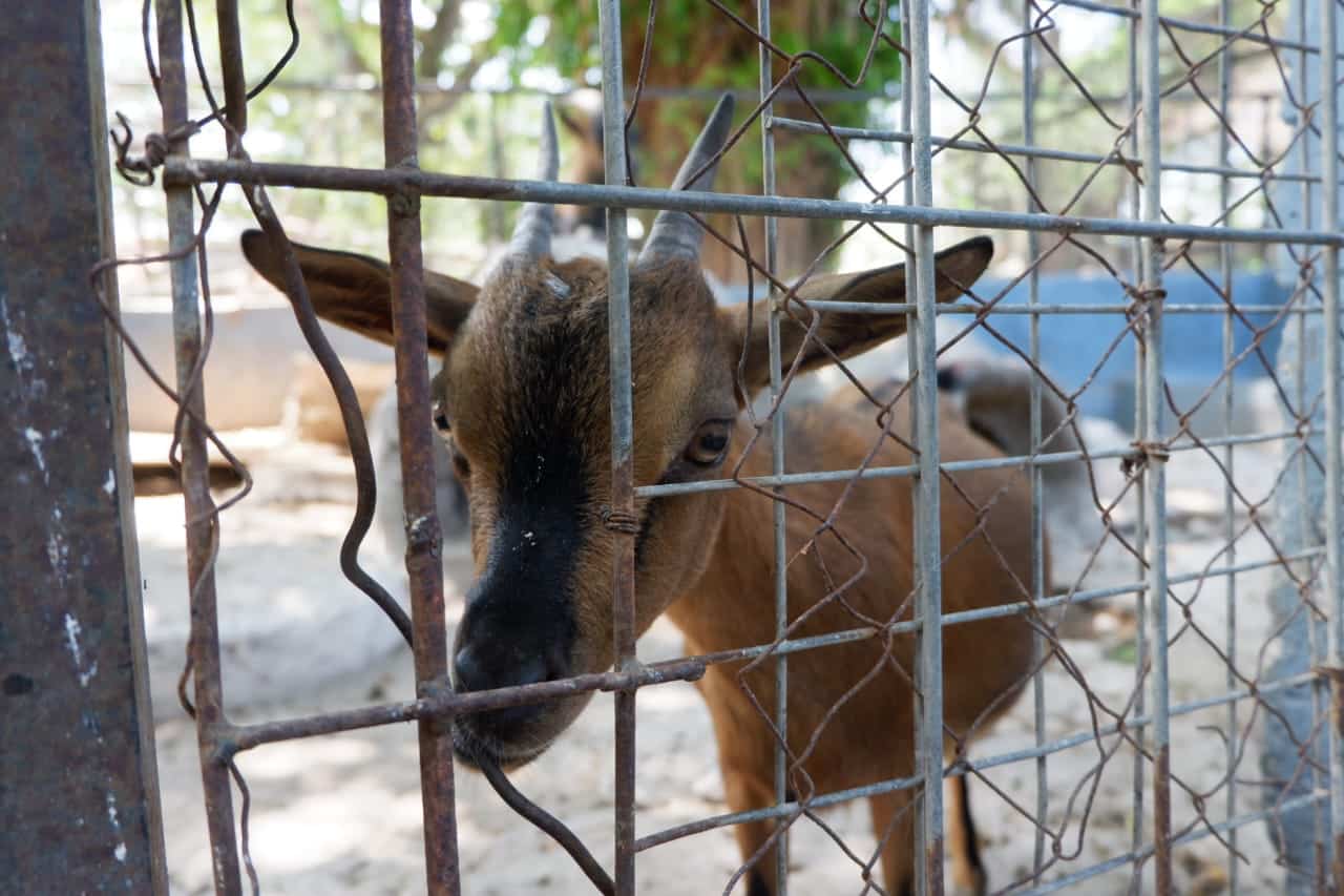 Bahaya! Moratorium Kuningan Dicabut: Apakah Kabupaten Konservasi Terancam Diganti Jadi Betonisasi? Bahaya! Moratorium Kuningan Dicabut: Apakah Kabupaten Konservasi Terancam Diganti Jadi Betonisasi?
