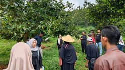 Produksi Menurun, Harga Manggis Purwakarta Capai Rp50.000 per Kg Produksi Menurun, Harga Manggis Purwakarta Capai Rp50.000 per Kg