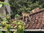 Warga Salawu Diganggu Kera, Setelah Diberi Nasi Kembali ke Gunung Tawilis Warga Salawu Diganggu Kera, Setelah Diberi Nasi Kembali ke Gunung Tawilis