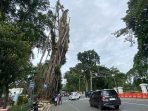 Pohon Raksasa di Depan Balaikota Bogor Ditebang, Pekerjaan Berhari-hari, Tanam Pohon Baru Pohon Raksasa di Depan Balaikota Bogor Ditebang, Pekerjaan Berhari-hari, Tanam Pohon Baru