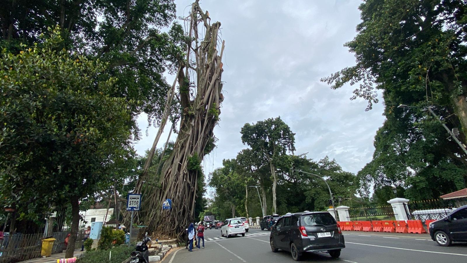 Pohon Raksasa di Depan Balaikota Bogor Ditebang, Pekerjaan Berhari-hari, Tanam Pohon Baru Pohon Raksasa di Depan Balaikota Bogor Ditebang, Pekerjaan Berhari-hari, Tanam Pohon Baru
