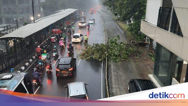 Pohon Tumbang di Sukasari Halangi Aliran Sungai Cibalok Pohon Tumbang di Sukasari Halangi Aliran Sungai Cibalok