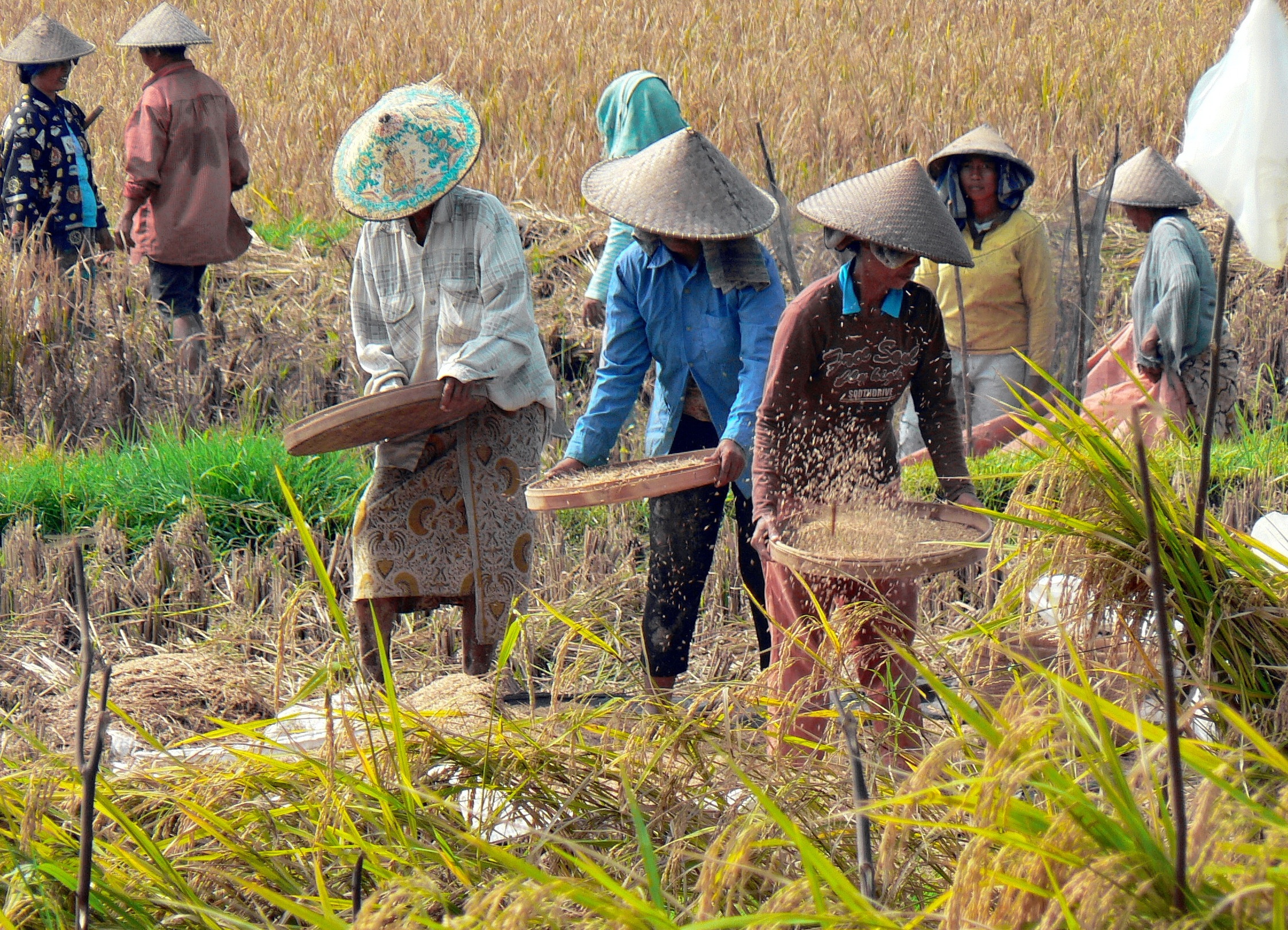 Petani Majalengka Diminta Waspada Serangan Hama Tikus Saat Musim Tanam Rendeng Petani Majalengka Diminta Waspada Serangan Hama Tikus Saat Musim Tanam Rendeng