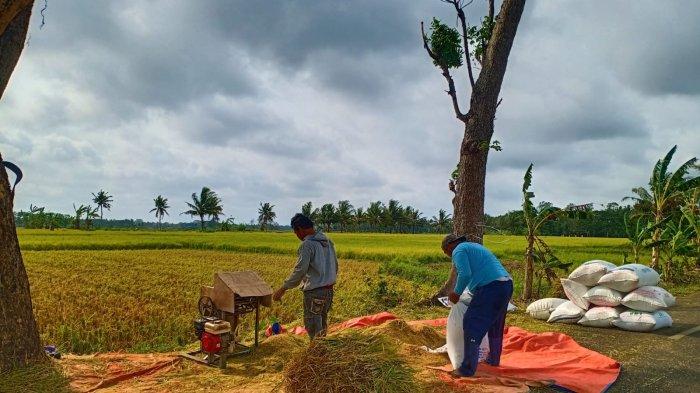Musim Tanam Pertama di Indramayu Dipercepat, Lucky Jadi Pemicu Semangat Petani Musim Tanam Pertama di Indramayu Dipercepat, Lucky Jadi Pemicu Semangat Petani