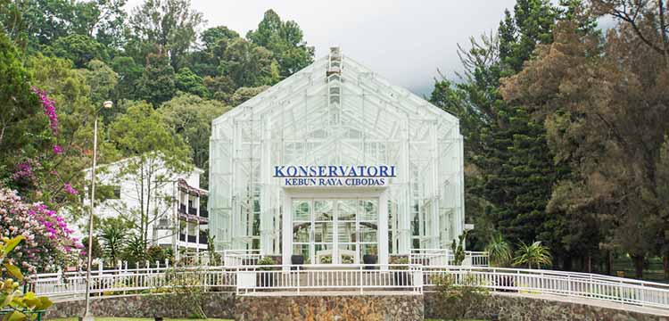 Kebun Raya Cibodas: Menikmati Koleksi Flora Dataran Tinggi Basah Di Kaki Gunung Gede Pangrango Kebun Raya Cibodas: Menikmati Koleksi Flora Dataran Tinggi Basah Di Kaki Gunung Gede Pangrango