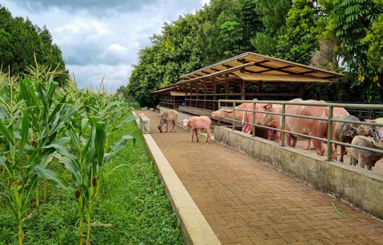 Kuntum Farmfield: Belajar Bertani Secara Organik