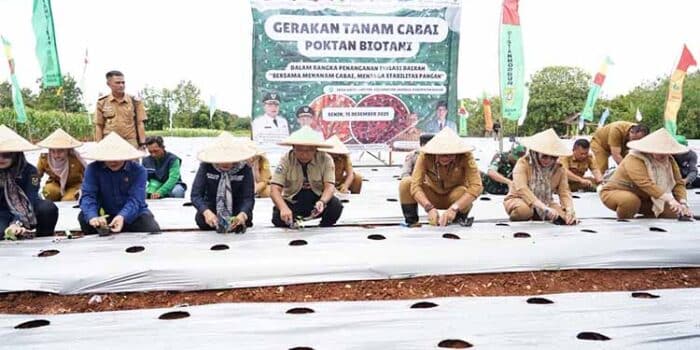Pemkab Bogor Tanam Cabai Bersama Poktan Biotani Guna Kendalikan Inflasi Pemkab Bogor Tanam Cabai Bersama Poktan Biotani Guna Kendalikan Inflasi