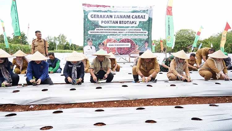 Pemkab Bogor Tanam Cabai Bersama Poktan Biotani Guna Kendalikan Inflasi Pemkab Bogor Tanam Cabai Bersama Poktan Biotani Guna Kendalikan Inflasi
