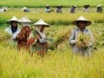 Petani Majalengka Minta Percepatan Penyodetan Bendung Kamun Jelang Musim Tanam Petani Majalengka Minta Percepatan Penyodetan Bendung Kamun Jelang Musim Tanam