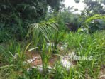 Ribuan Kelapa Sawit Muncul di Cigobang, Ini Langkah Pemkab Cirebon Ribuan Kelapa Sawit Muncul di Cigobang, Ini Langkah Pemkab Cirebon