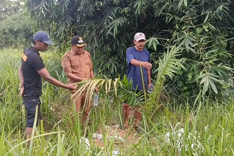 Temuan Kebun Sawit 6,5 Hektare, Distan Cirebon: Kami Juga Terkejut, Tiba-Tiba Ada Temuan Kebun Sawit 6,5 Hektare, Distan Cirebon: Kami Juga Terkejut, Tiba-Tiba Ada
