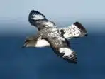 7 fakta menarik burung petrel tanjung, sahabat laut selatan 7 fakta menarik burung petrel tanjung, sahabat laut selatan